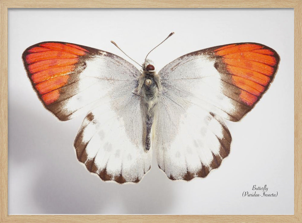 Butterfly - 3 Poster